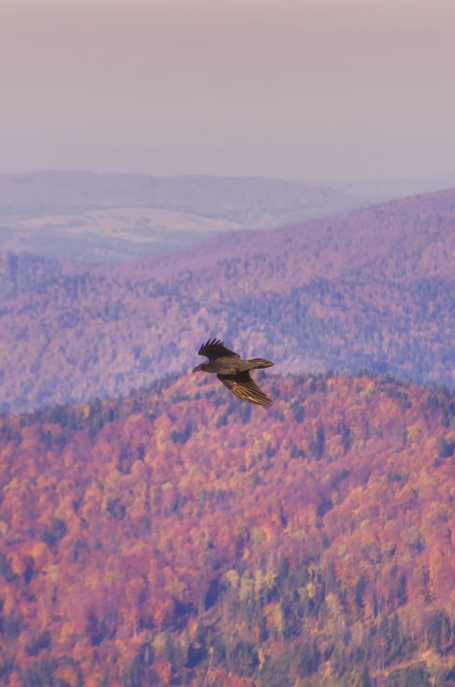 bednarz marek interfoto fotografia krajobrazowa pejzaż z góry lasy górskie ptak drapieżnik