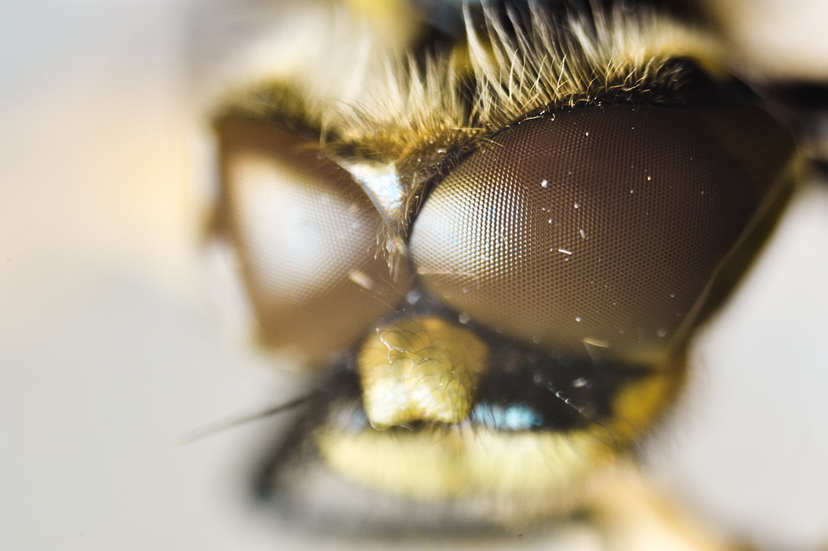 piątkowski kamil interfoto łódź ważka fotografia makro oczy ważki oczy pszczoły