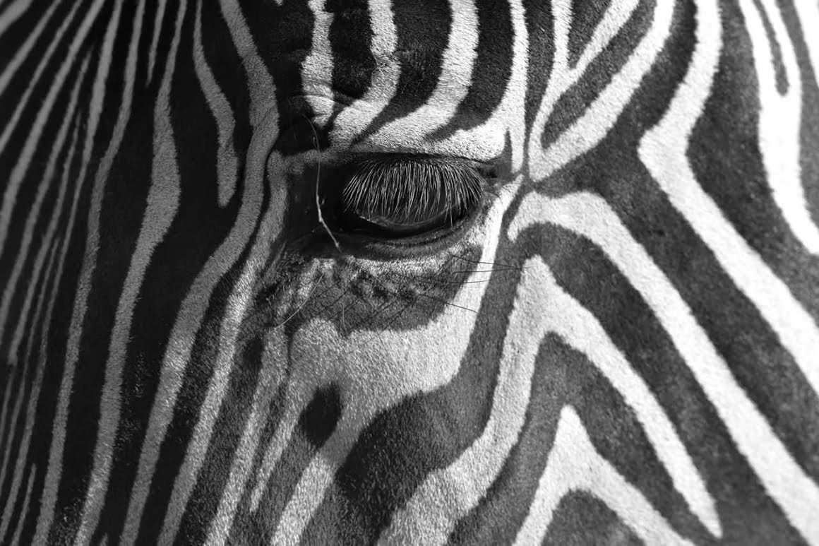 piątkowski kamil interfoto łódź bieszczady fotografia przyrodnicza makro zebra paski