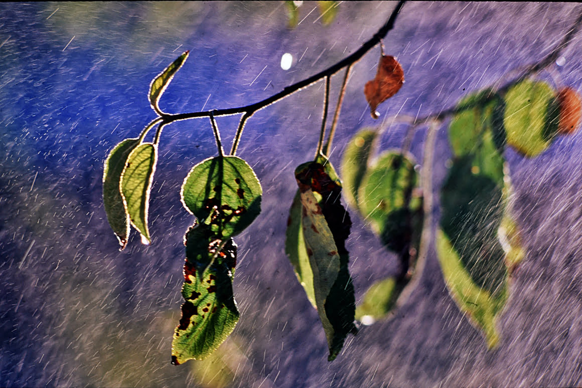 cnon t90, fujifilm velvia
