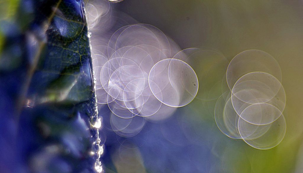Meyer Optik Görlitz Trioplan 100 mm f2.8, bokeh, trioplan, brzeziński jarosław, interfoto.eu