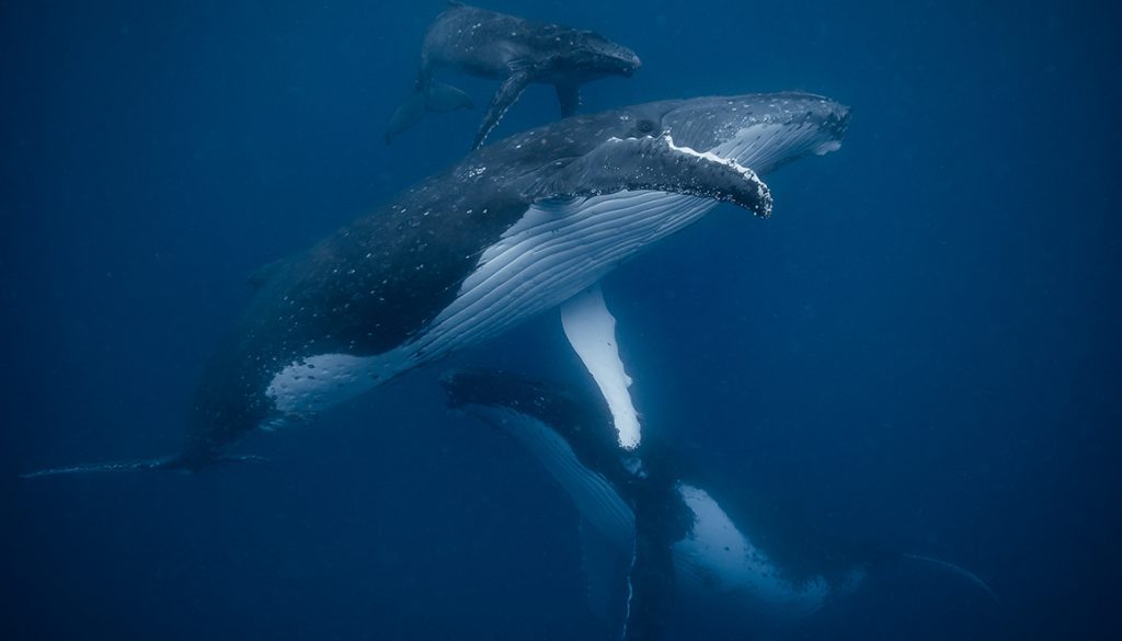 wojtek męczyński, tonga, fotografia podwodna, humbak