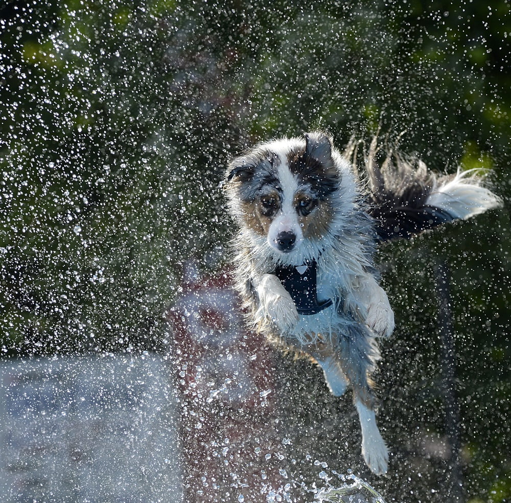 fotografia psów, fotografia zwierzat, refleks, taida taabuła, interfoto.eu, warszawa