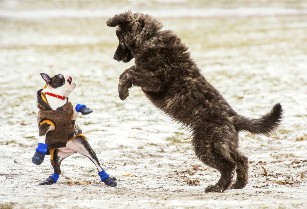 fotografia psów, fotografia zwierzat, refleks, taida taabuła, interfoto.eu, warszawa