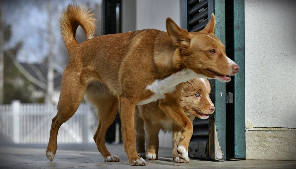 Dogs