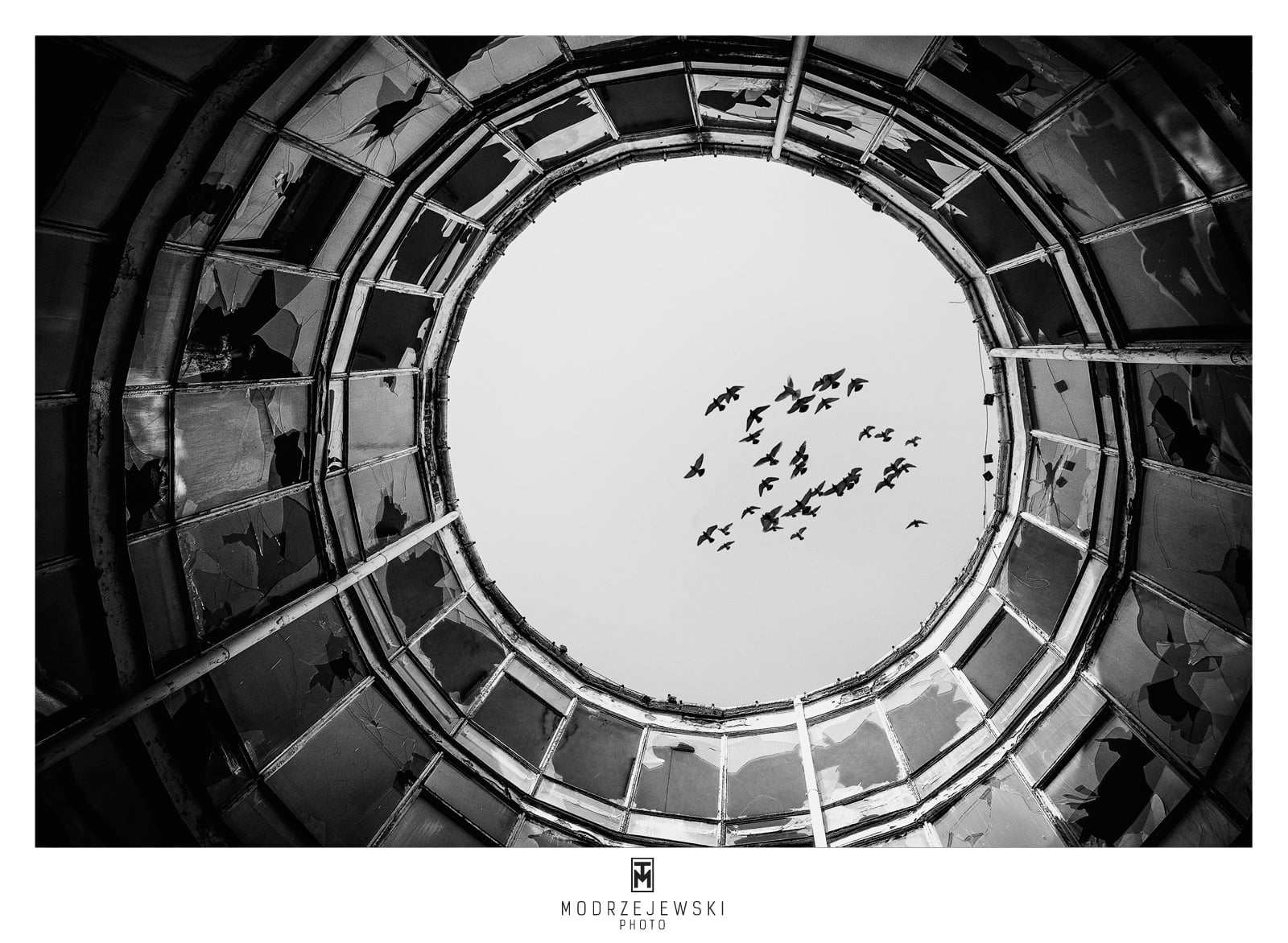 tomasz modrzejewski interfoto ptaki w okręgu czarno białe zdjęcie