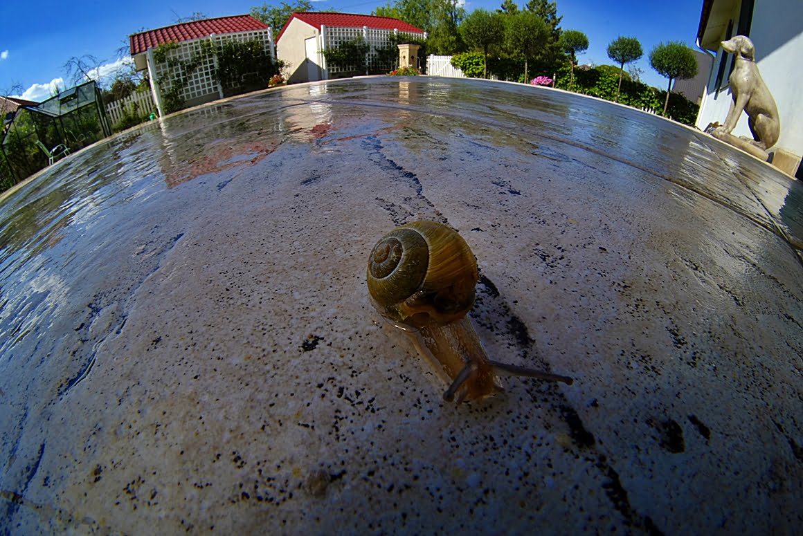 7,5 mm f2,8 Snail