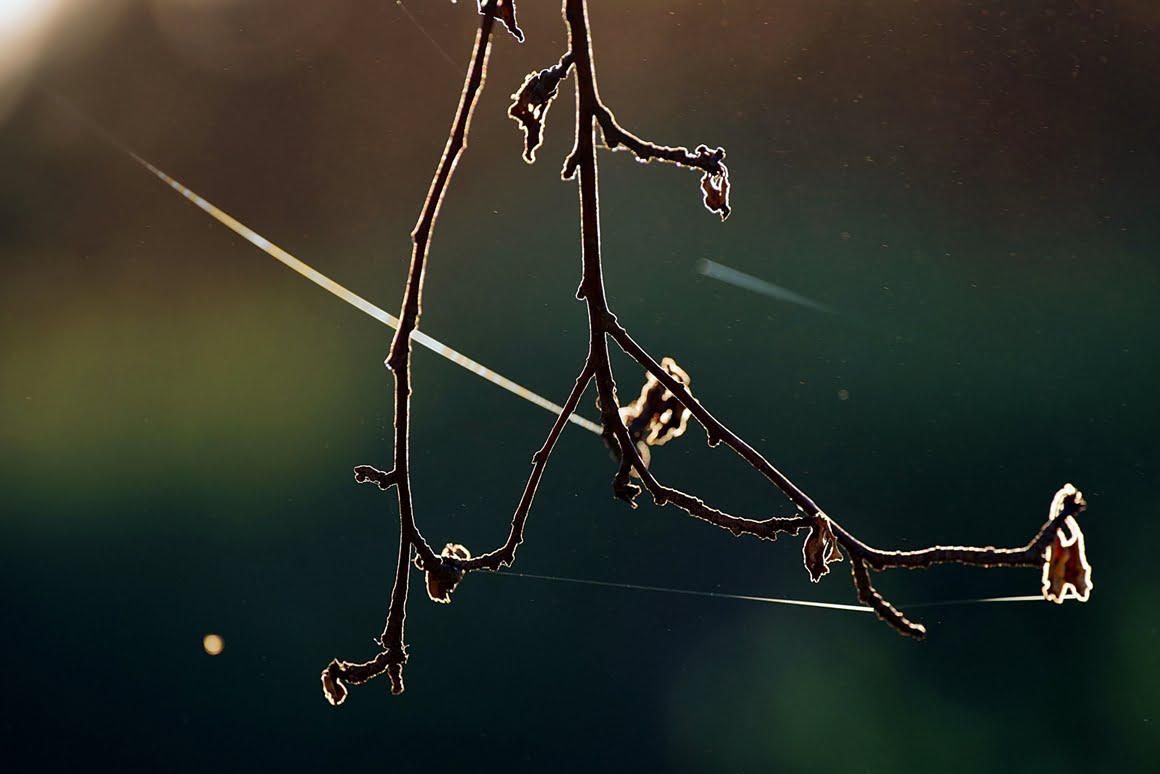 Branch 1