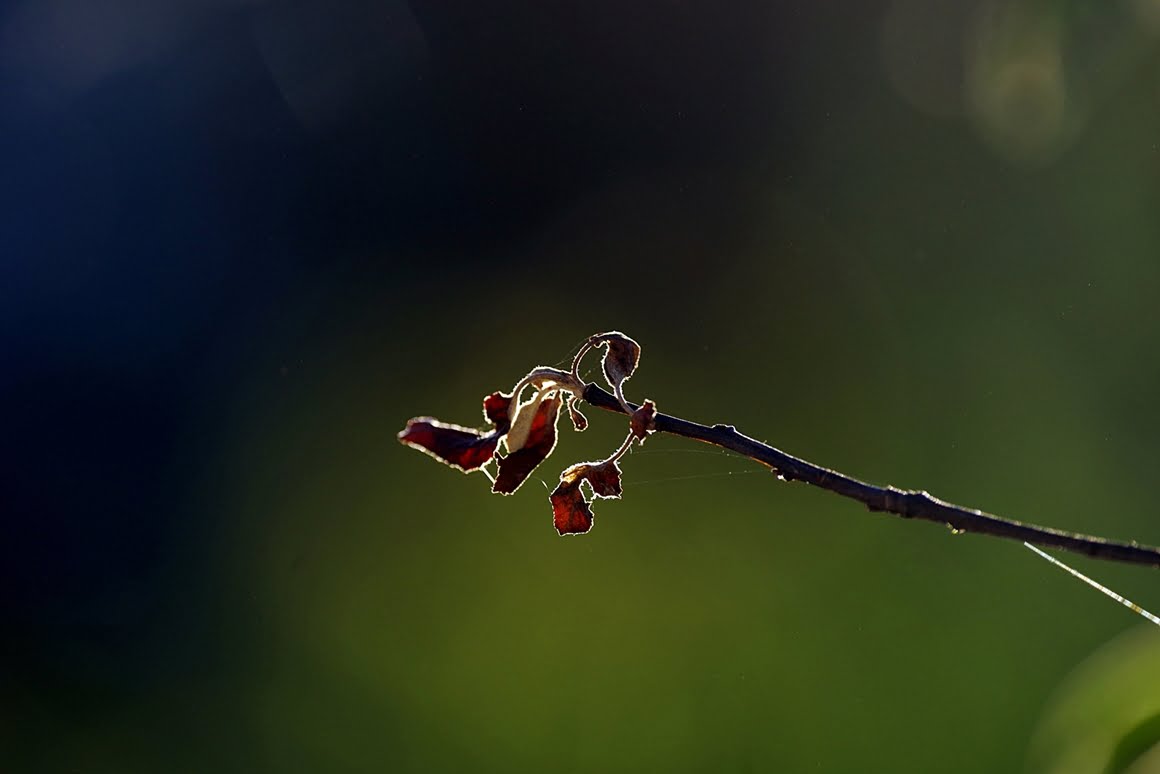 Branch 2