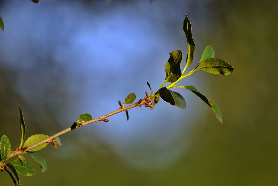 Branch 3