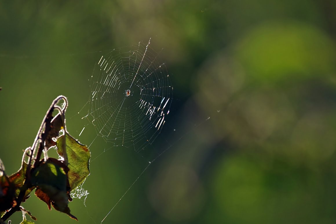 Cobweb