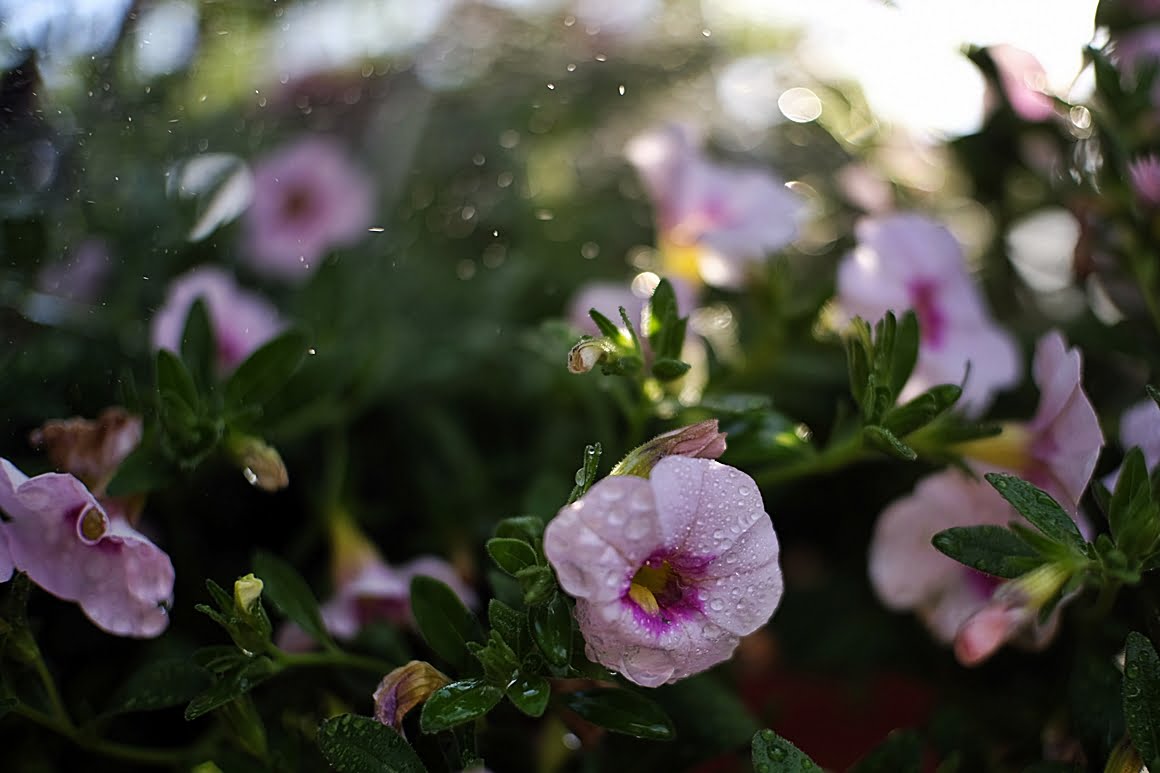 Plants