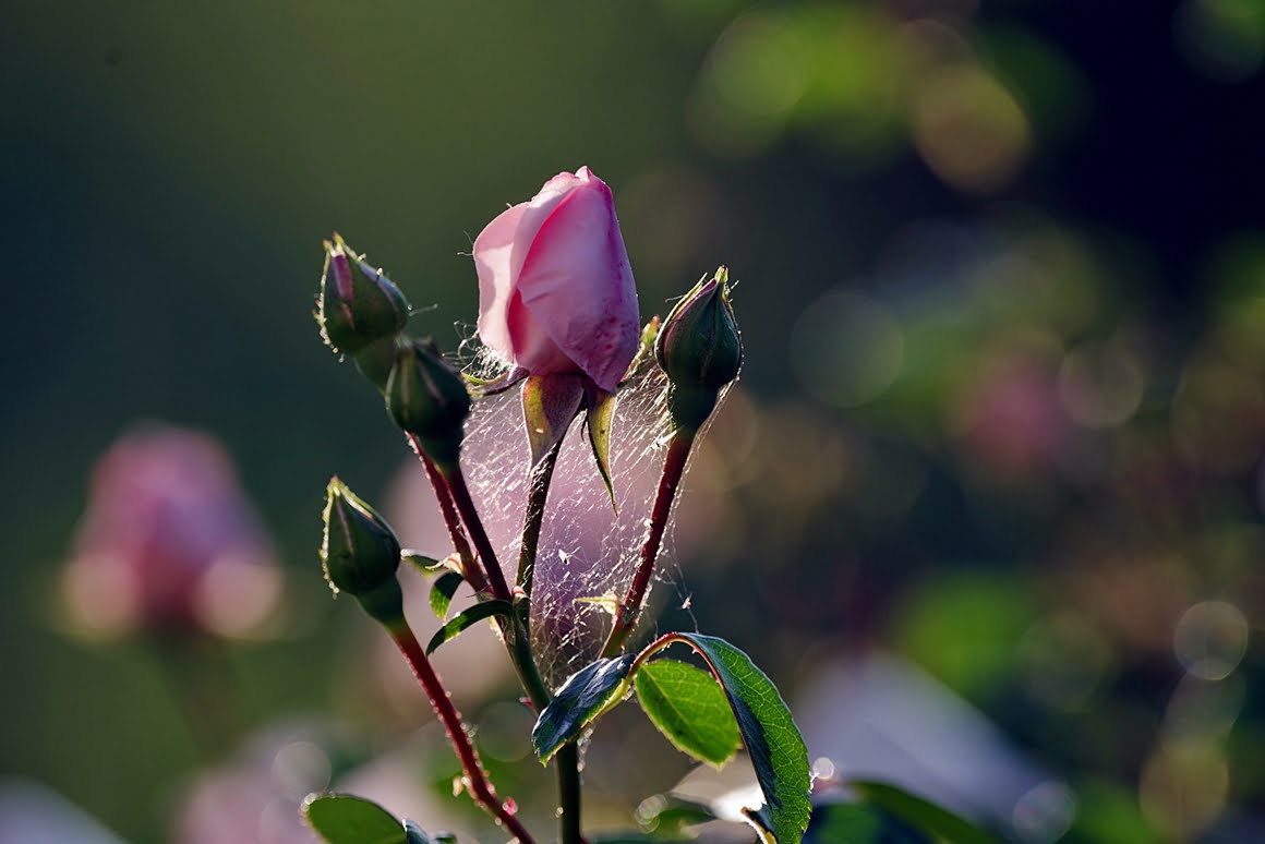 Roses 1