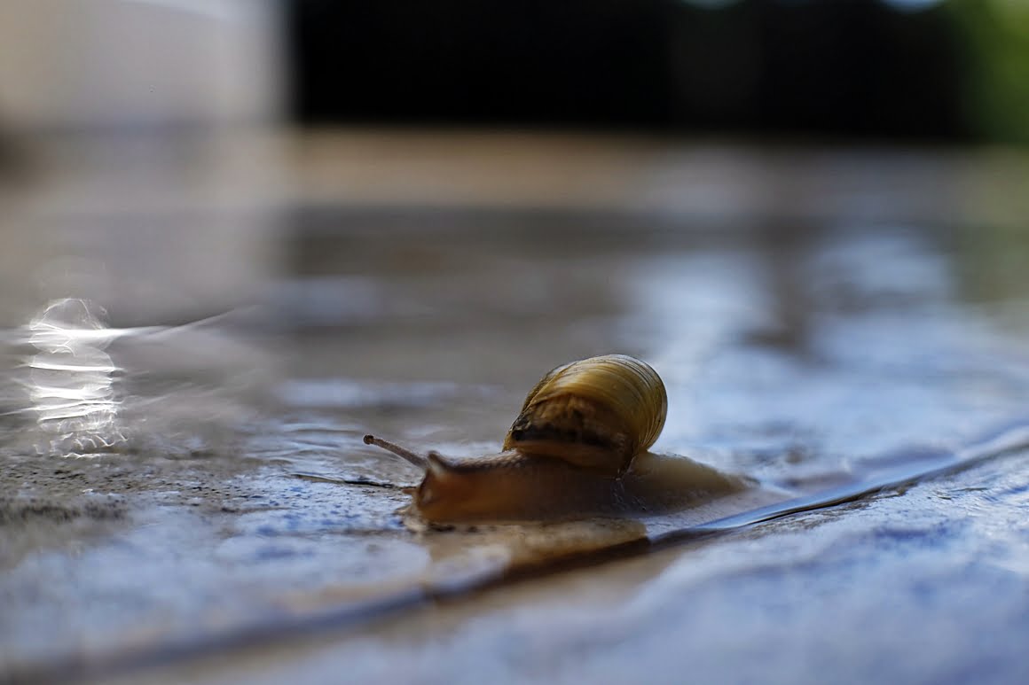 Snail