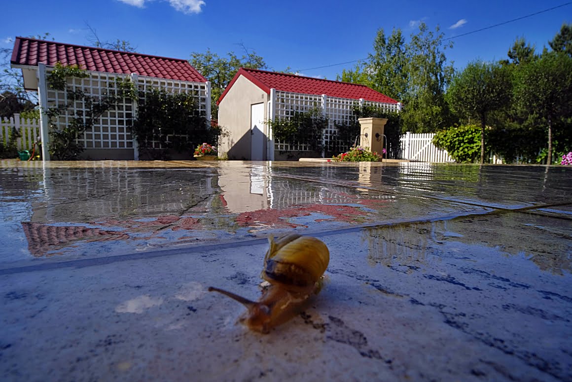 Snail