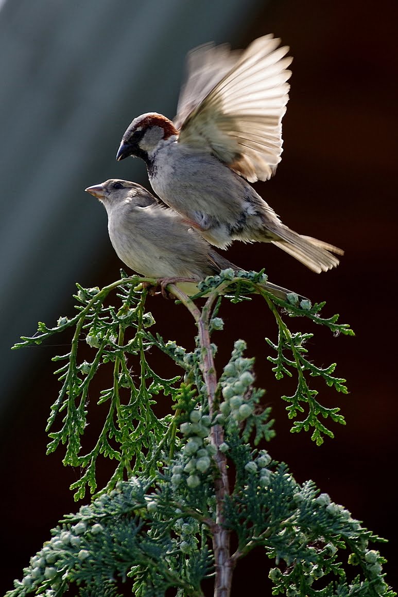 Sparrows