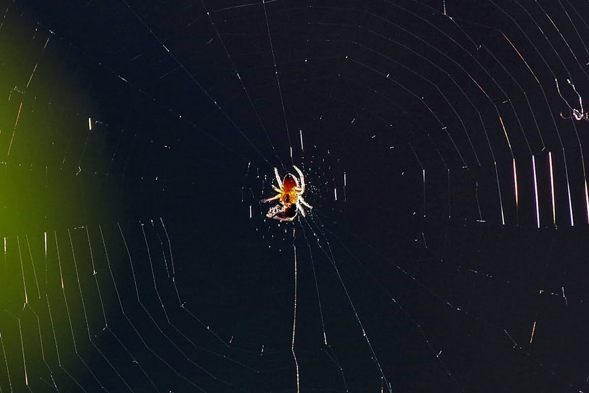 Spider