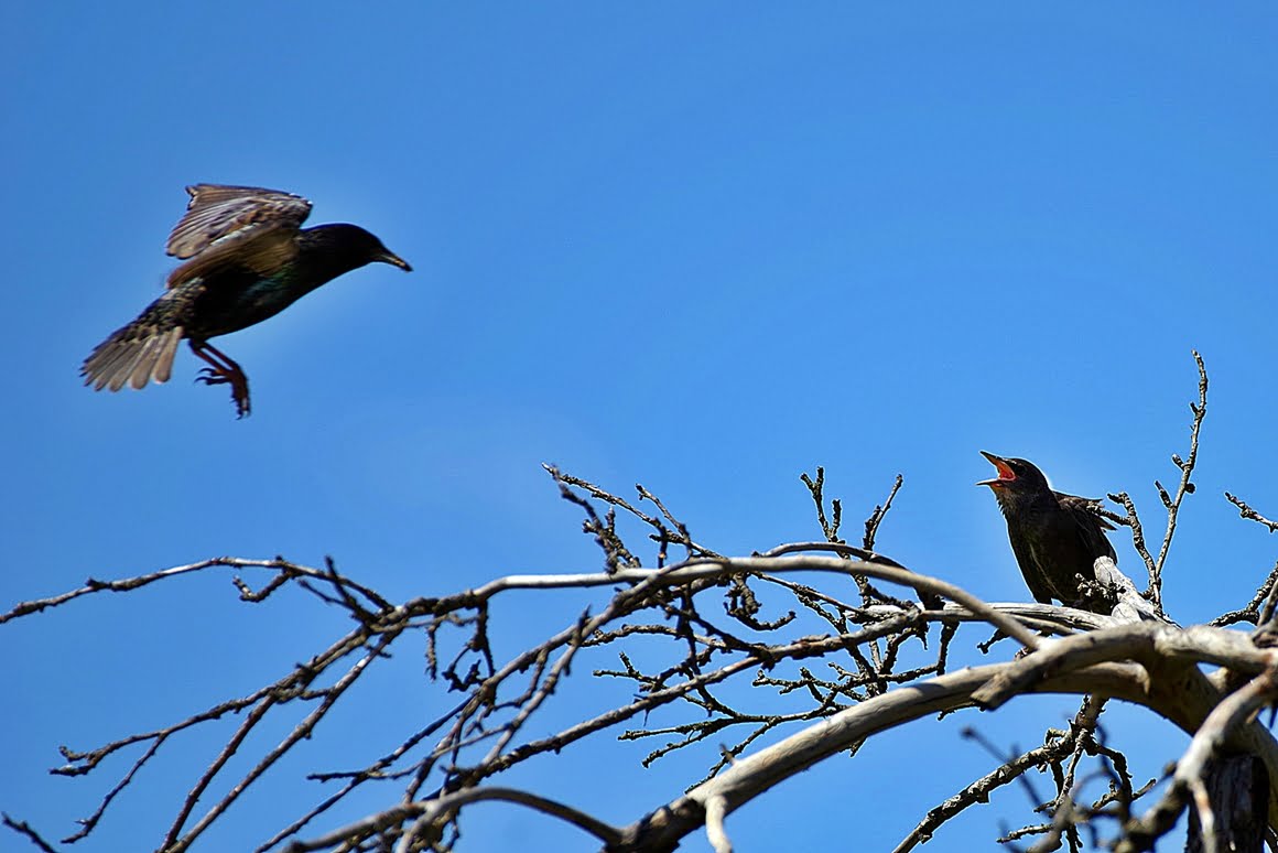 Starlings 1