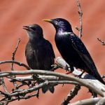 Starlings 2