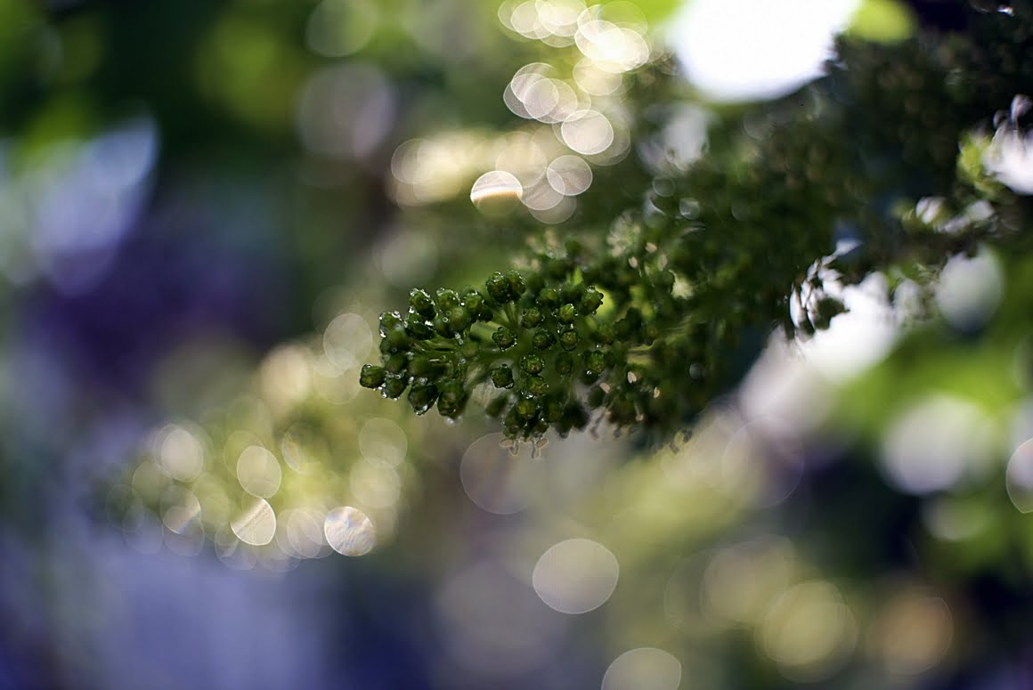 Vine