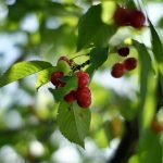 7Artisans 35 mm f1,2 cherries