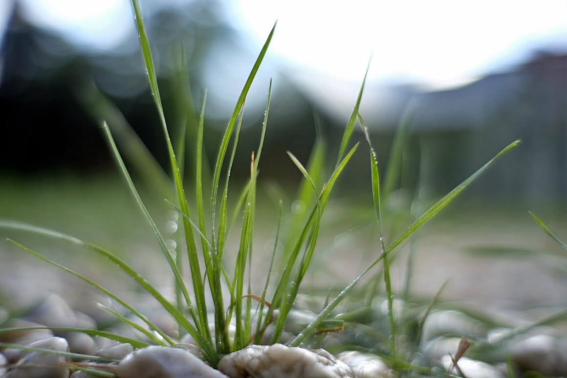 7Artisans 35 mm f1,2 leaves of grass