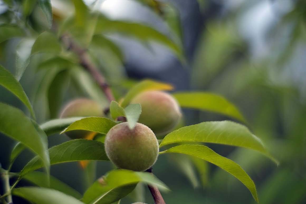 7Artisans 35 mm f1,2 peaches