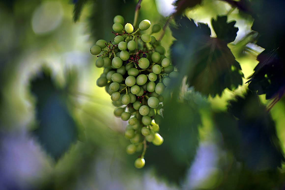 Grapes 2