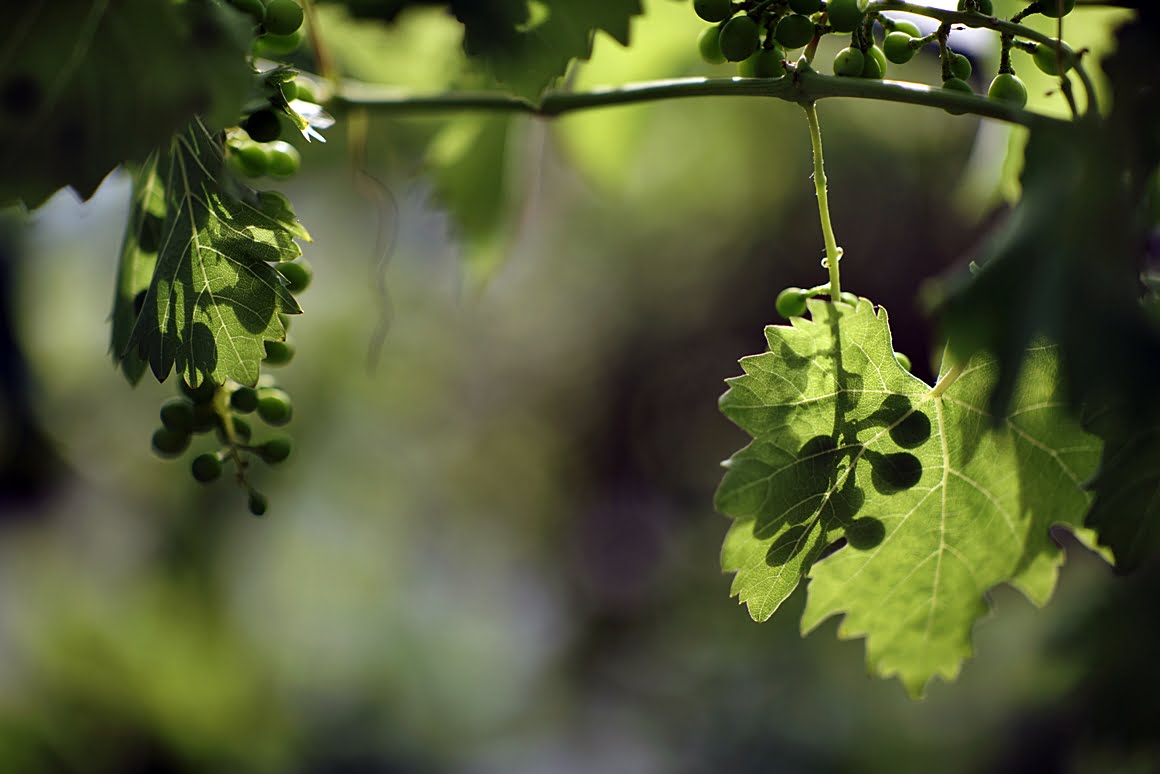 Grapes 3