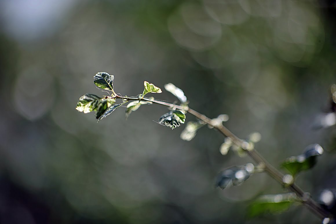 Hawthorn