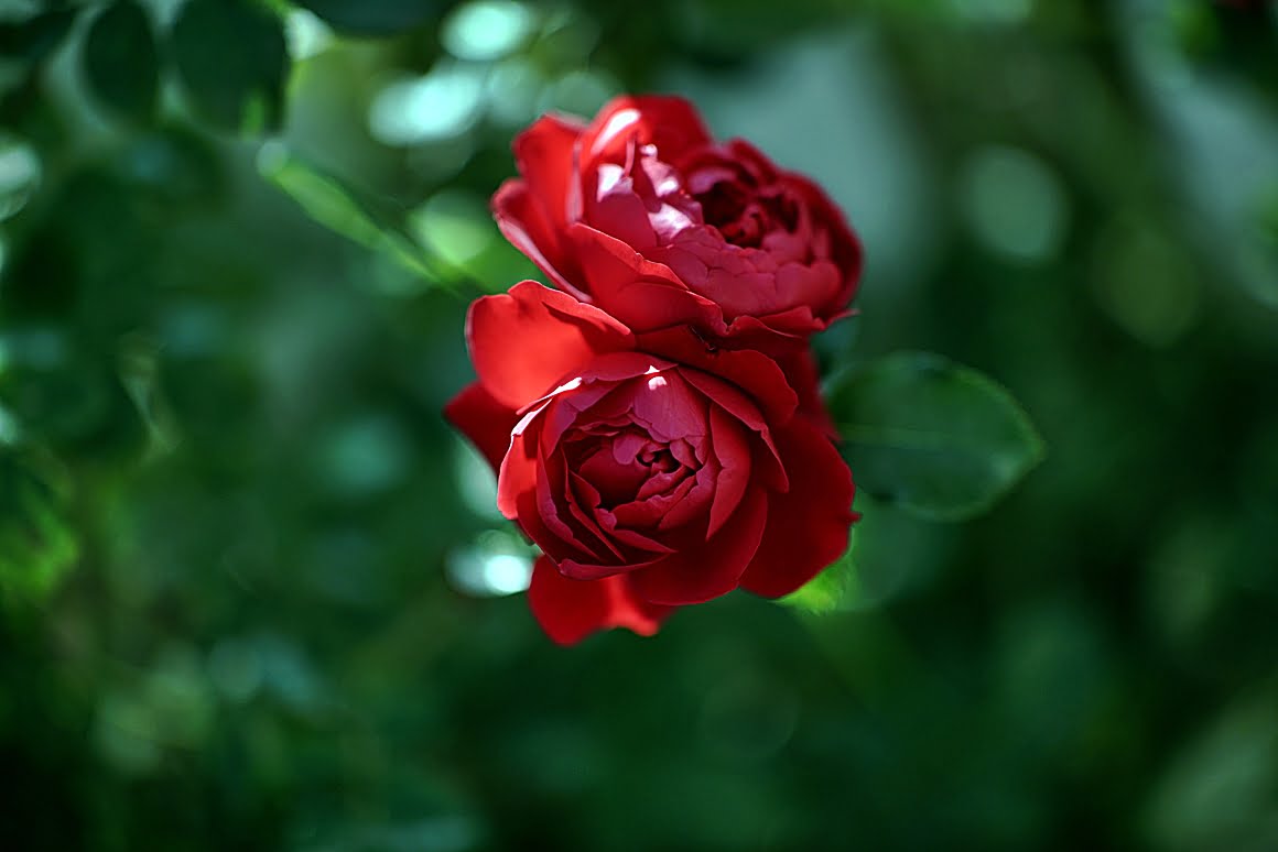 Roses