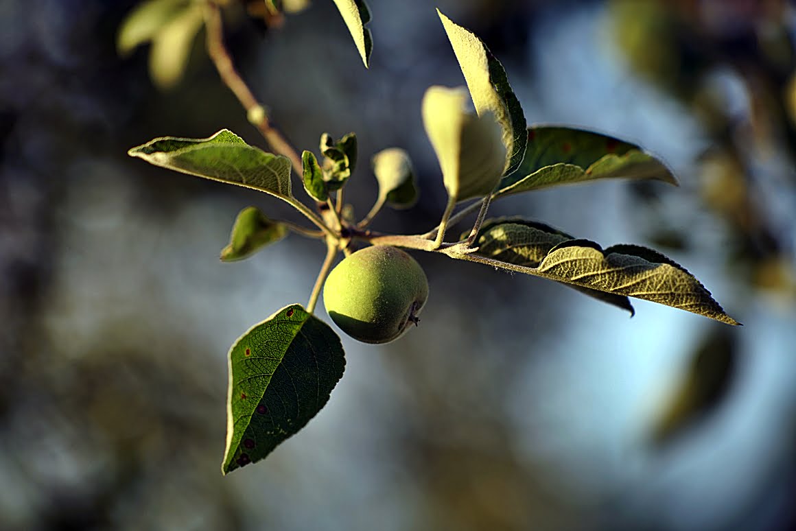 Wild apple