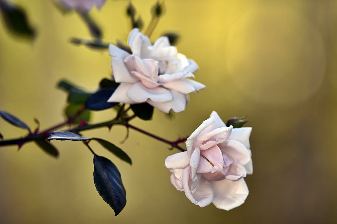 400mm_f2.8d