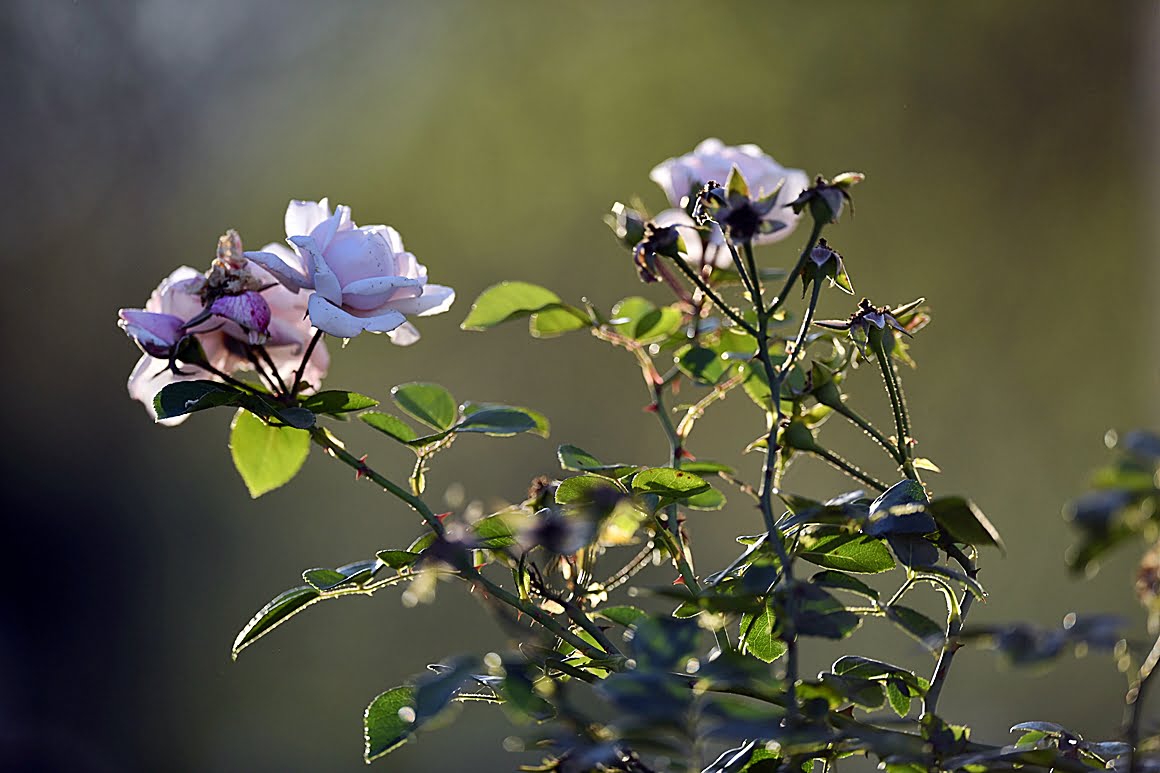 400mm_f2.8l