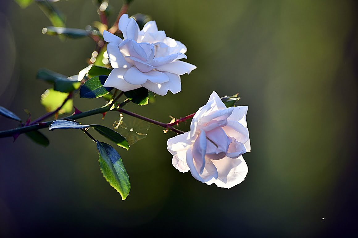 400mm_f2.8lm