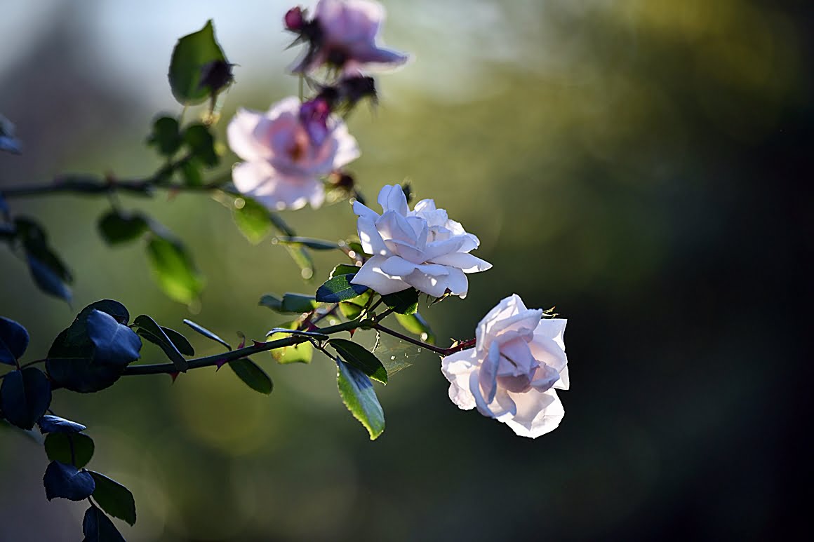 400mm_f2.8n