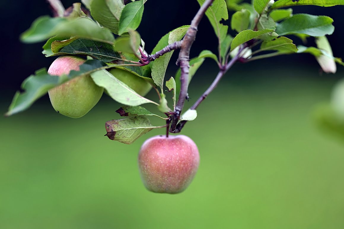 Apples 2
