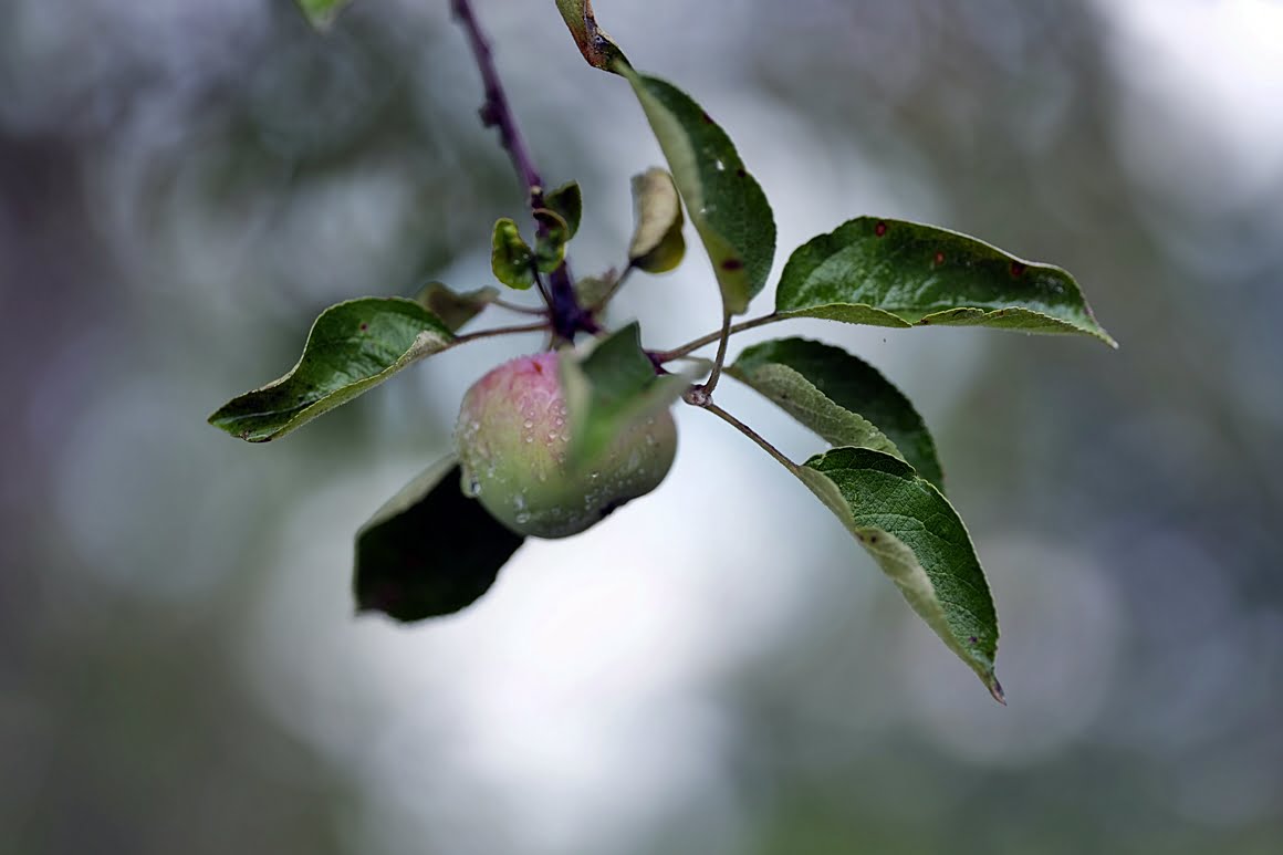Apples 3