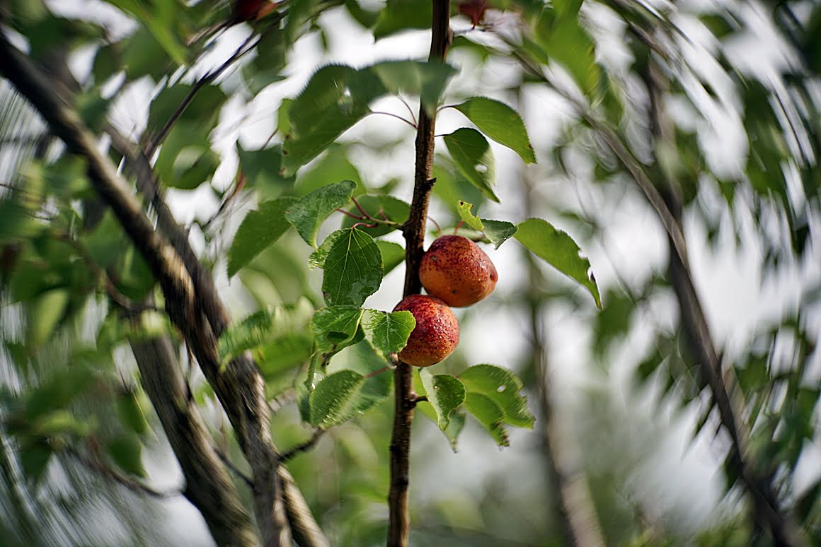 Apricots_bokeh_effect_7