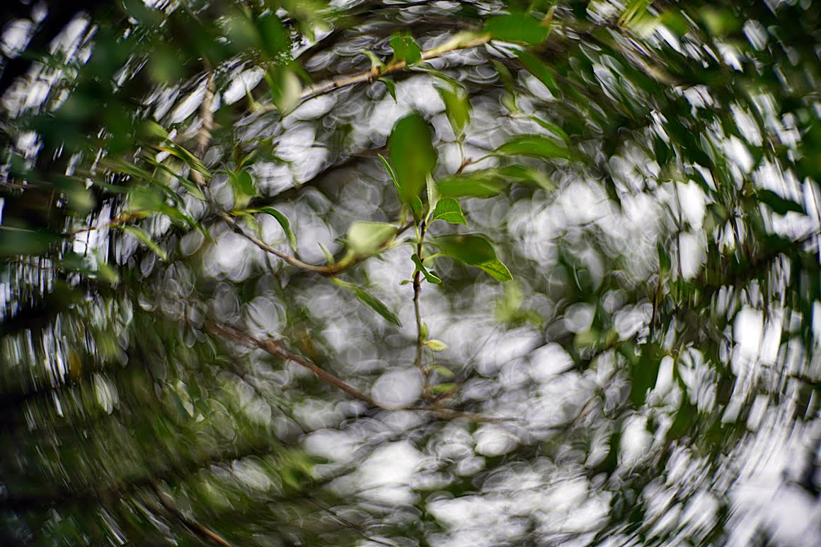 Branches_bokeh_effect_7