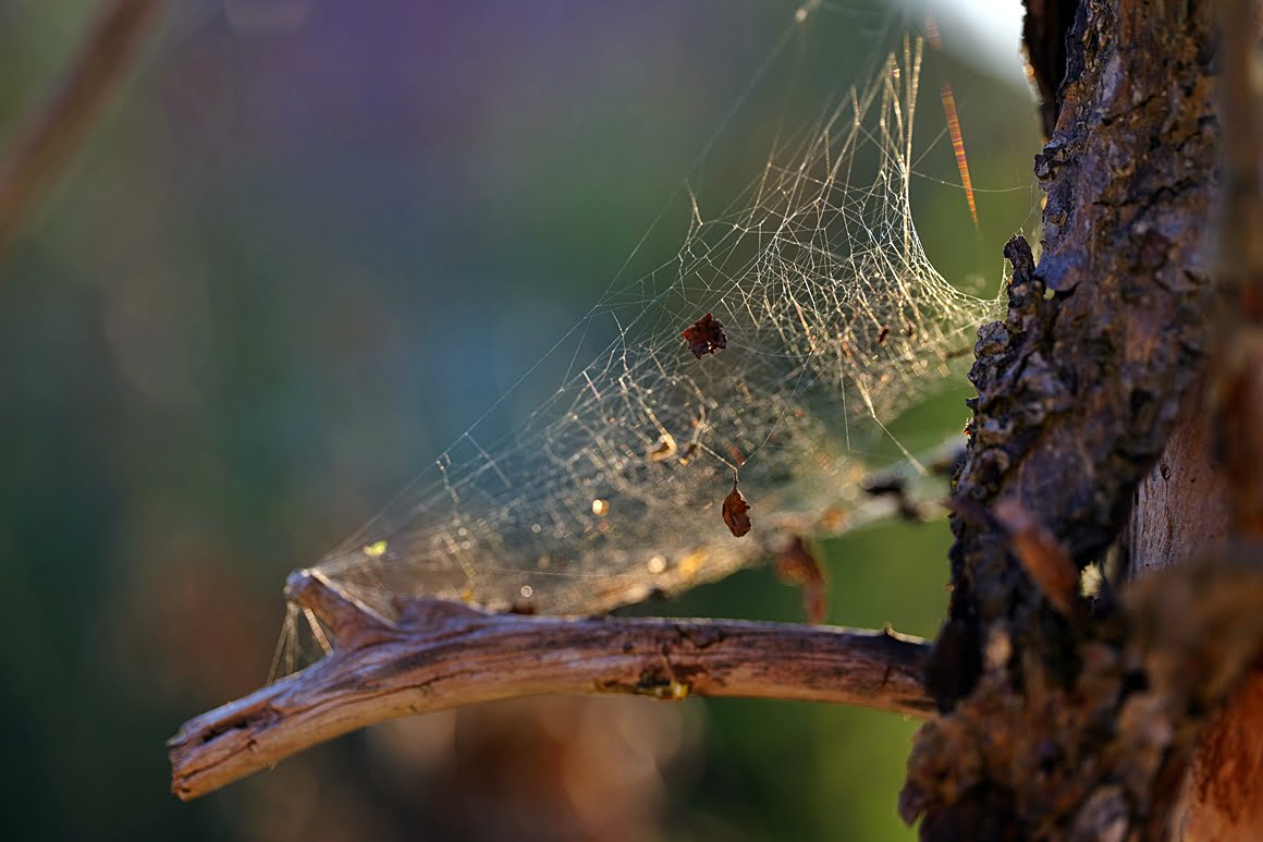 Cobweb
