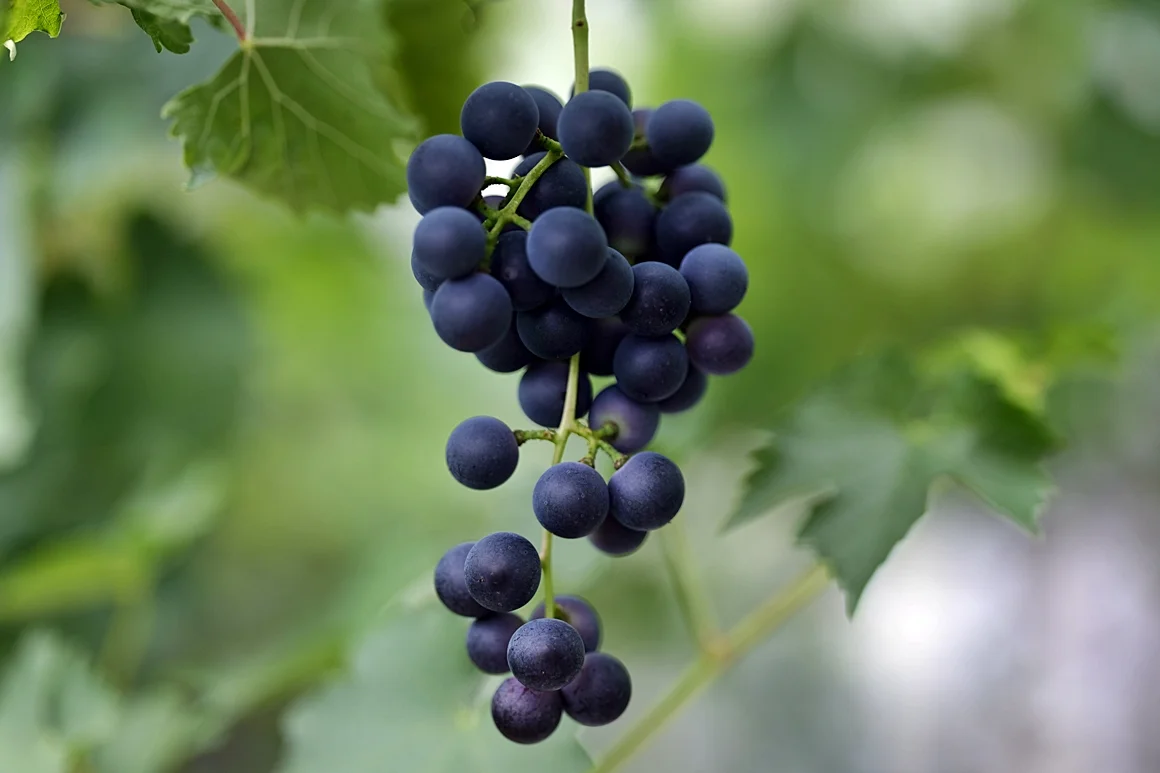 Grapes 1