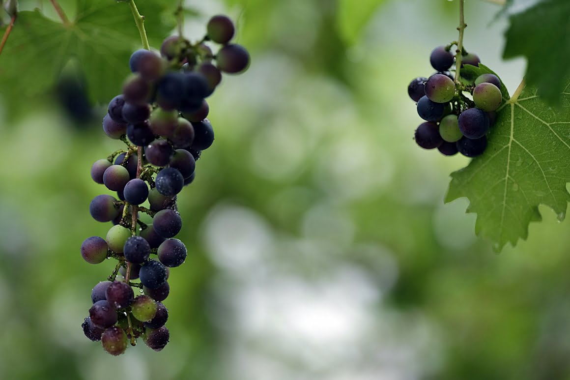 Grapes 2
