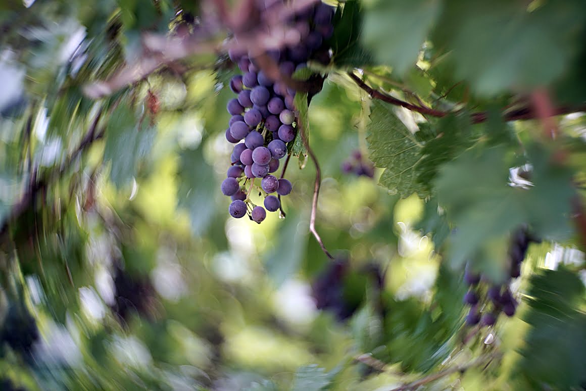 Grapes_bokeh_effect_7