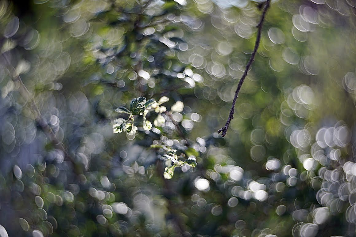 Hawthorne_bokeh_effect_1