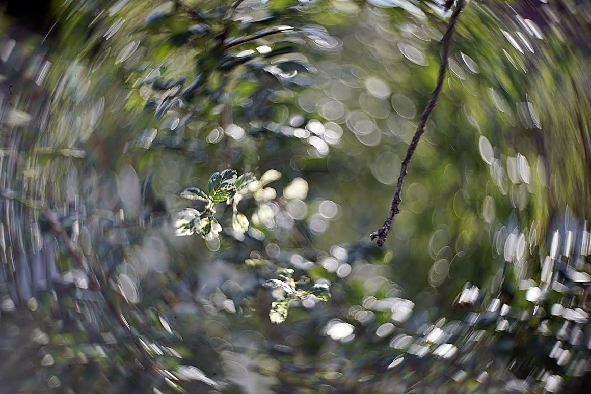 Hawthorne_bokeh_effect_7