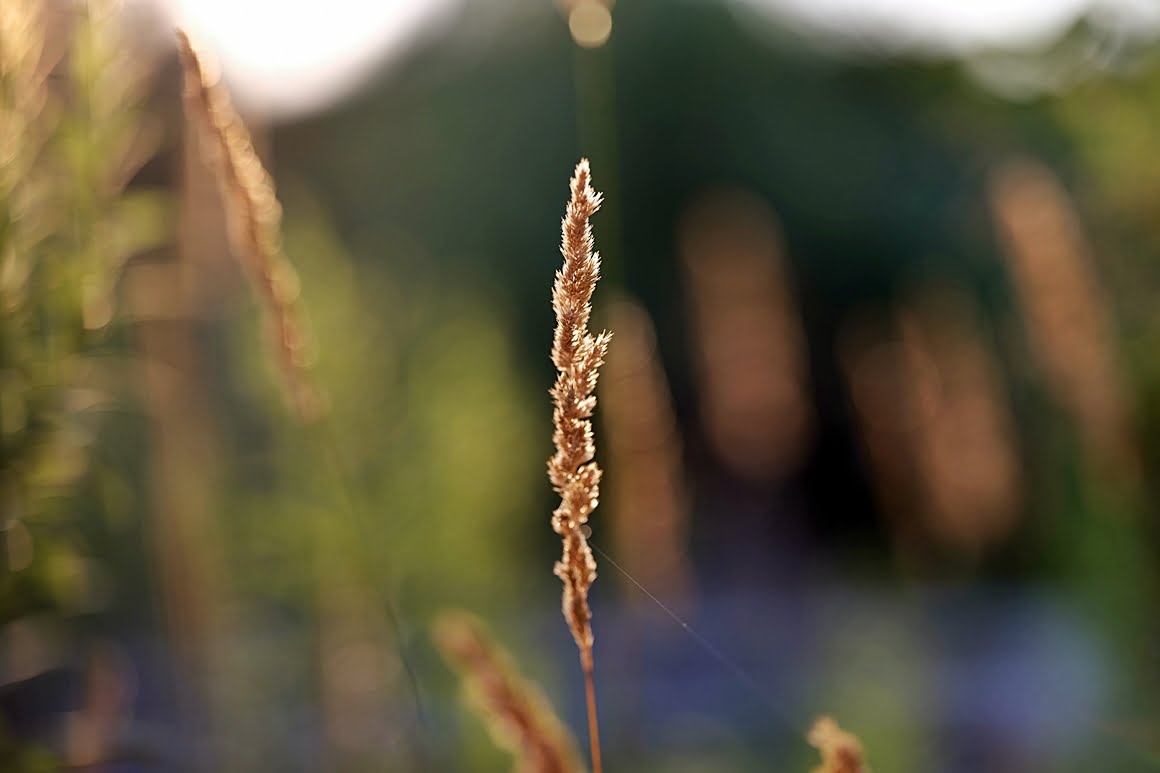 Leaves of grass 1