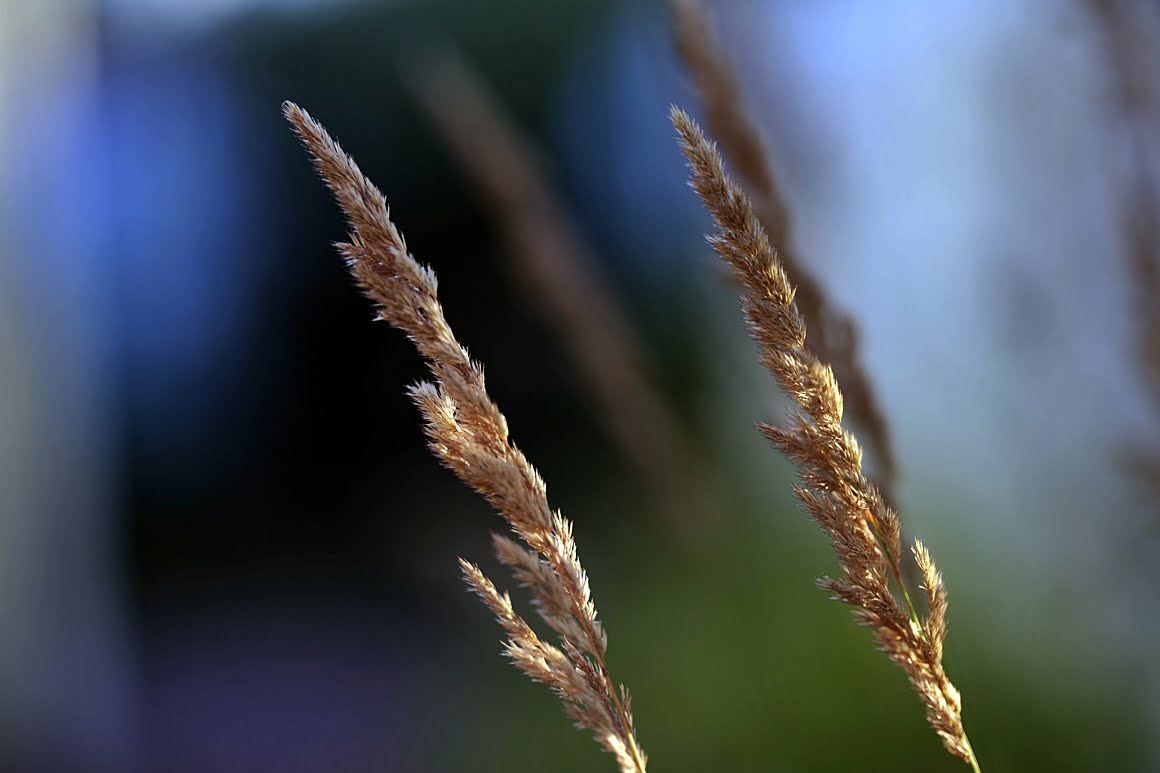 Leaves of grass 2