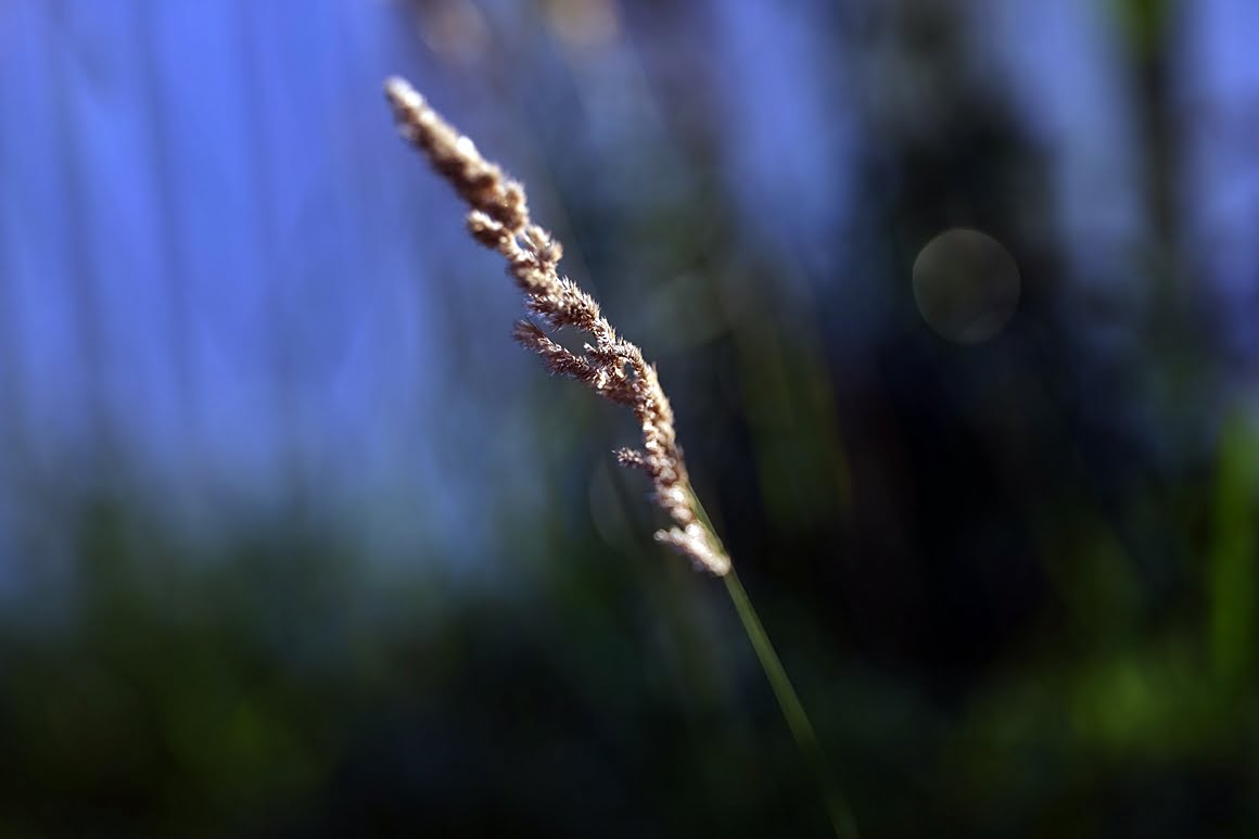 Leaves of grass 3