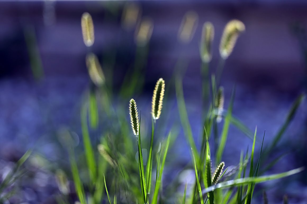 Leaves of grass 4